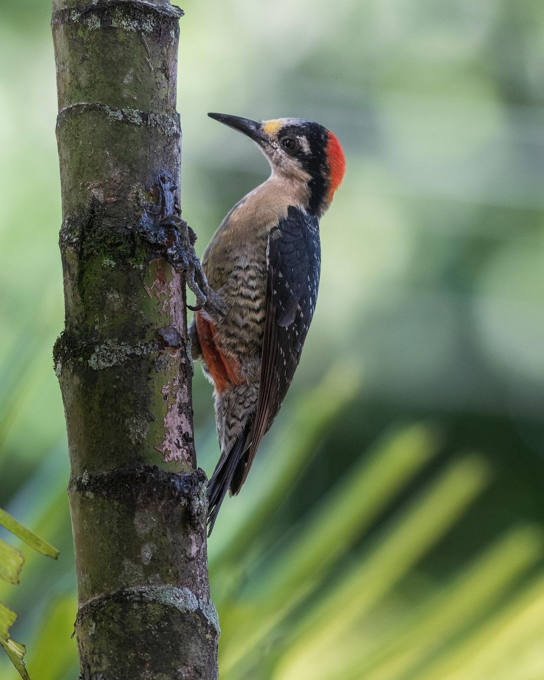 Black-cheeked woodpecker